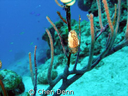 Flamingo's Tongue taken on the Columbia Shallows in Cozum... by Cheri Denn 